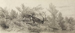 森の雄ジカ 作： カール・ボドマー