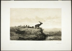 朝雄鹿と雌鹿 作： Karl Bodmer