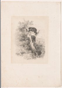 木の 2 つのクマ 動物のいる風景（連載タイトル） 作： Karl Bodmer