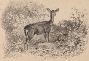 雌鹿です。 作： Karl Bodmer