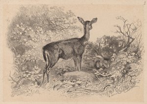 ドウ 作： Karl Bodmer