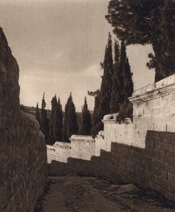 エルサレム、ゲッセマネの園 (白黒写真) 作： Karl Grober