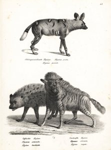 Cão selvagem africano, Lycaon pictus, hiena manchada, ameaçada de extinção, Crocuta crocuta e hiena listrada, Hyaena hyaena. Litografia de Karl Joseph Brodtmann da História Natural Ilustrada de Homens e Animais de Heinrich Rudolf Schinz 作： Karl Joseph Brodtmann