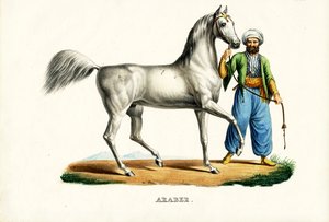 アラブ馬、1824 作： Karl Joseph Brodtmann