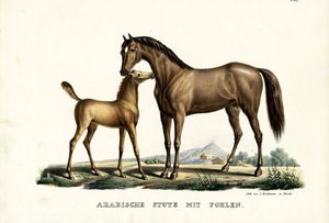 鶏のいるアラブ馬、1824年 作： Karl Joseph Brodtmann