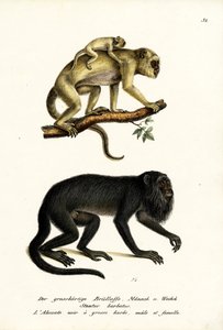 ブラックハウラーモンキーズ、1824年 作： Karl Joseph Brodtmann