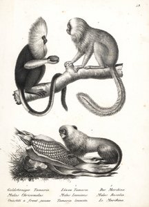 バフィーヘッド マーモセット、Callithrix flaviceps (絶滅危惧種) 1、ゴールデン ライオン タマリン、Leontopithecus rosalia (絶滅危惧種) 2、3。 ハインリヒ・ルドルフ・シンツの「人間と動物の図解された自然史」のカール・ヨーゼフ・ブロトマンによるリトグラフ 作： Karl Joseph Brodtmann