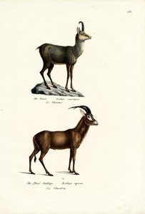 シャモア、1824年 作： Karl Joseph Brodtmann
