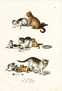 飼い猫、1824 作： Karl Joseph Brodtmann