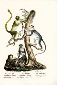 緑の猿、1824年 作： Karl Joseph Brodtmann