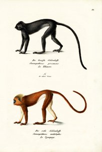 ハヌマンラングール、1824年 作： Karl Joseph Brodtmann