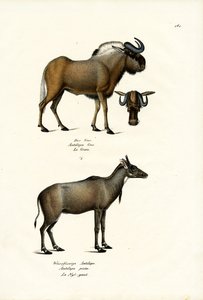 ハーテビースト、1824 作： Karl Joseph Brodtmann