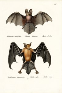 中空のバット、1824 作： Karl Joseph Brodtmann