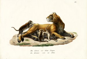 カブの雌ライオン、1824 作： Karl Joseph Brodtmann