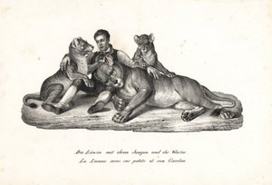 雌ライオンとカブスと調教師、パンテーラ レオ。 ハインリヒ・ルドルフ・シンツの「人間と動物の図解された自然史」のカール・ヨーゼフ・ブロトマンによるリトグラフ 作： Karl Joseph Brodtmann