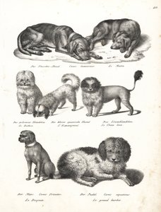 Lurcher ou cão matin, Canis laniarius, Bichon, cão espanhol, Chow Chow, cão Pug, Canis fricator e Poodle ou cão de caça aquática, Canis aquaticus. Litografia de Karl Joseph Brodtmann de Heinrich Rudolf Schinz