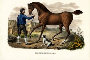 メクレンブルガー馬、1824年 作： Karl Joseph Brodtmann