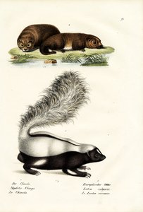 モリーナの豚の鼻のスカンク、1824 作： Karl Joseph Brodtmann
