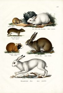 Ogotona Hare, 1824  作： Karl Joseph Brodtmann