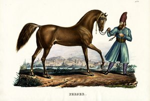 ペルシャ馬、1824年 作： Karl Joseph Brodtmann