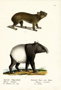 ロックハイラックス、1824 作： Karl Joseph Brodtmann