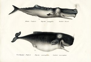 マッコウクジラ、1824 作： Karl Joseph Brodtmann