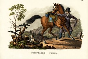 スイスの馬、1824 作： Karl Joseph Brodtmann