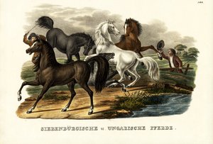 1824年のトランシルバニア馬とハンガリー馬