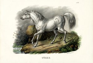 トルコの馬、1824年