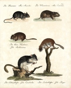  作： Karl Joseph Brodtmann