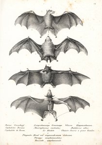 ハインリヒ・ルドルフ・スキのカール・ジョセフ・ブロトマンによるリトグラフ 作： Karl Joseph Brodtmann