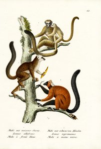 ホワイトフロントキツネザル、1824 作： Karl Joseph Brodtmann