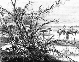 メナレ湖の鳥の議会、1880年