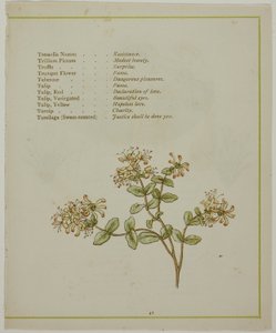 『イルミネーションされた花言葉』より、ヴォルカメニアを通ってバレリアン 作： Kate Greenaway