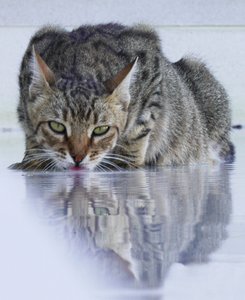 クールな猫、2022年、写真