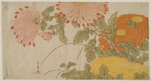 菊