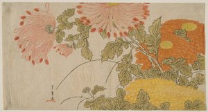 菊 1780年頃（錦絵・摺物）