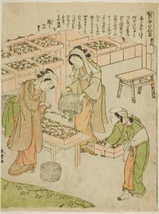 6枚目（紡いだばかりの繭を調べる）「かいこうやしないぐさ」シリーズより 作： Katsukawa Shunsho