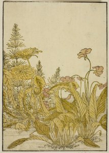 春の花 スミレとタンポポ 『清露美人合わせ姿鏡』より 1 作： Katsukawa Shunsho