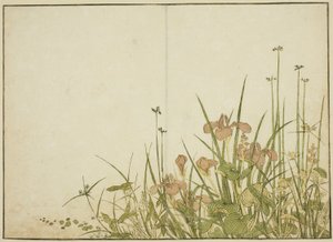 夏の花菖蒲と水芭蕉 著書『清露美人合わせ姿鏡』より 1