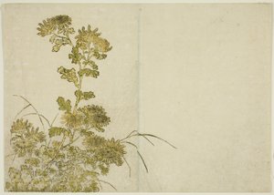 冬の花 菊 著書『清露美人あわせ姿鏡』vol. 1