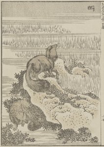 アナグマ、c。 1840（木版画） 作： Katsushika Hokusai