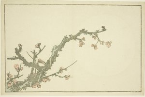 北斎写実画帖』より「咲き梅」 1814年頃（錦絵（アルバムシート 作： Katsushika Hokusai