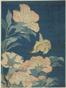 カナリアとシャクヤク（カナリア、シャクヤク）、無題の花と鳥のシリーズから 作： Katsushika Hokusai