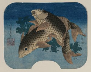 水草で泳ぐ鯉