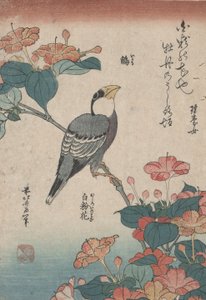 小さな花という名前の無題のシリーズから、ミラビリスのグロスビーク 作： Katsushika Hokusai