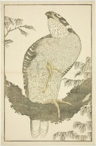 北斎写実画譜 鷹 作： Katsushika Hokusai