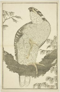 北斎写心画譜』より「鷹」。 作： Katsushika Hokusai