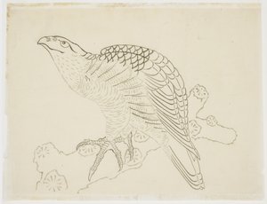 枝のタカ（研究） 作： Katsushika Hokusai