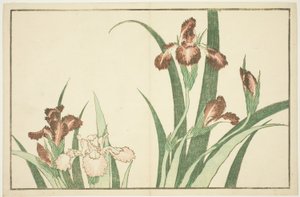 北斎写実画譜 菖蒲